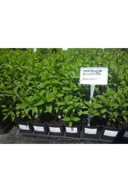 Гортензия Диамантино саженцы в садовом центре